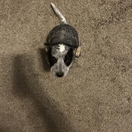 Australian Cattle Dog Puppies from Christensen Heelers