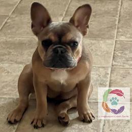 Delia - Fawn female French Bulldog puppy in Bowman, Georgia from Companion Creek Farm