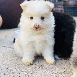 Pomsky Puppies from Ponderosa Pomskies