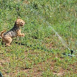 Giant Schnauzer and Lakeland Terrier Puppies from Lazy VL Lakelands