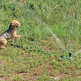 Giant Schnauzer and Lakeland Terrier Puppies from Lazy VL Lakelands