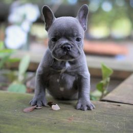 French Bulldog Puppies from Love My Frenchiess