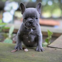 French Bulldog Puppies from Love My Frenchiess