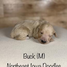 Buck - Cream male Goldendoodle puppy in Cedar Falls, Iowa from Northeast Iowa Doodles