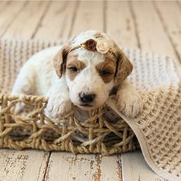 Winslow - Yellow and white female Bernedoodle puppy in Santa Barbara, California from K+C Doodles