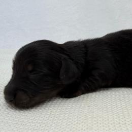 Axl - Black and tan male Dachshund puppy in Pulaski, Tennessee from Billboard Doxies