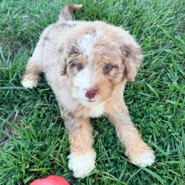 Rey with training - Tri-color female Bernedoodle puppy in Boonville, North Carolina from Doods & Dolls