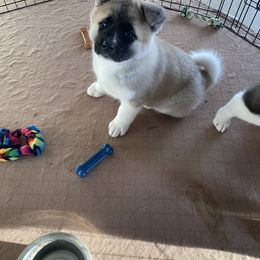 Akita Puppies from Majestic Valley Farms