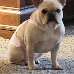 Miracle - French Bulldog