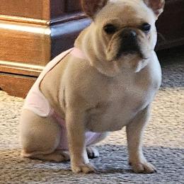 Miracle - French Bulldog