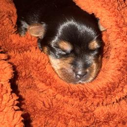 Girl 2 - Black and tan female Yorkshire Terrier puppy in Kissimmee, Florida from The Yorkie House
