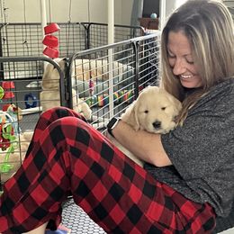 Golden Retriever Puppies from Golden Hour Golden Retrievers