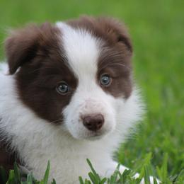 Jay - Red male Border Collie puppy in Tylertown, Mississippi from Cool Meadow Farms
