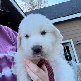 Creek - White male Great Pyrenees puppy in North Fork, California from Heritage Mountain Ranch