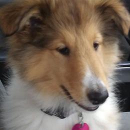 Collies from Regal Lassie's