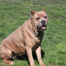 Piggy - Cane Corso