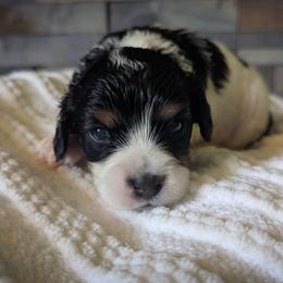 Tri Color Girl - Tri-color female Cavapoo puppy in San Diego, California from WW Cavapoos