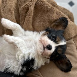 Cavalier King Charles Spaniel Puppies from CreekSong Farm Companions