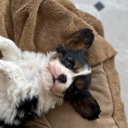 Cavalier King Charles Spaniel Puppies from CreekSong Farm Companions