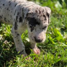 Pepper - Merle female Great Dane puppy in Ottumwa, Iowa from Robin's Great Danes