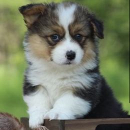 Pembroke Welsh Corgis from Tina Bible's Pembroke Welsh Corgis