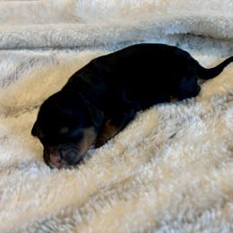 Larson - Black and tan female Cockapoo puppy in Marietta, South Carolina from River Falls Cockapoos