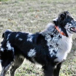 Rip - Australian Shepherd