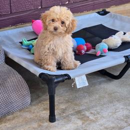 Indiana - Red  female Poodle puppy in Covington, Virginia from A  Gift from above kennel,  LLC