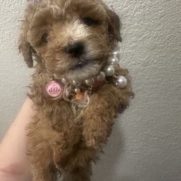 Peony (Tiny) - Apricot female Maltipoo puppy in Apple Valley, California from Boujeepups