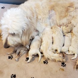 Goldendoodle Puppies from Toneytails Doodles