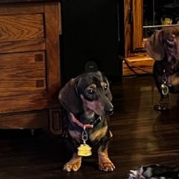 Dachshunds from Never Land Dachshunds of Montana