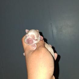 Boy 1 - Cream and white male Shih Tzu puppy in Birmingham, Alabama from K&D kennels