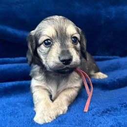 Fred - Cream male Dachshund puppy in Memphis, Tennessee from River City Doxies