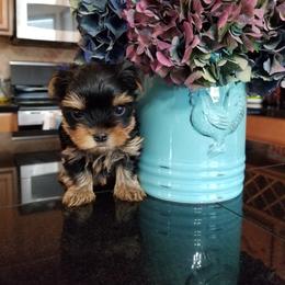 Yorkshire Terrier Puppies from Luxe Yorkshire Terriers