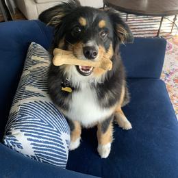 Miniature Australian Shepherd and Toy Australian Shepherd All Grown Up from Rolling Ridge Farms