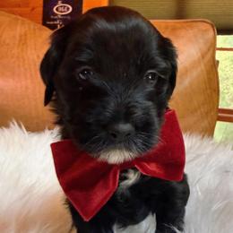 Luxe - Black male Goldendoodle puppy in Pine Grove, California from Lundee Doodles