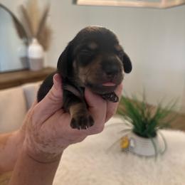 Madison - Black and tan female Dachshund puppy in Menifee, California from Dachshunds in SoCal