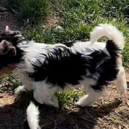 Biewer Terrier and Cavalier King Charles Spaniel Puppies from Kilmaren Cavaliers and Biewer Terriers