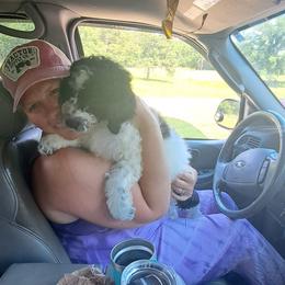 Assorted Doodle Crosses, Bernedoodle, Goldendoodle, and Poodle Puppies from Williams Lake Doodles