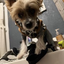 Pokey - Chinese Crested