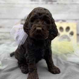 Girl 3 - Liver and white female Springerdoodle puppy in Lisbon, Ohio from Willow Lane Doodles