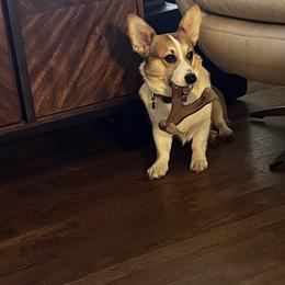 Pembroke Welsh Corgi Puppies from Linda Delarios