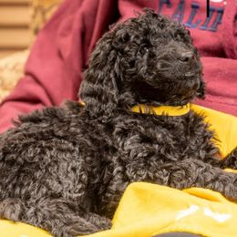 Yummy - Black Goldendoodle puppy in Des Plaines, Illinois from SnoogleDoodles