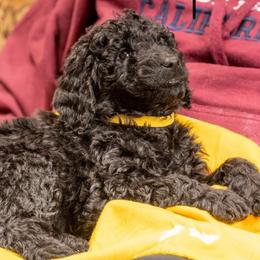 Yummy - Black Goldendoodle puppy in Des Plaines, Illinois from SnoogleDoodles