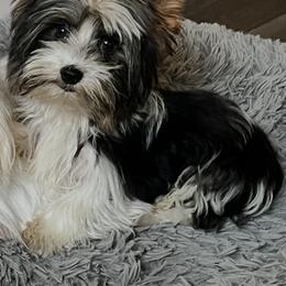 OLLIE - Yorkshire Terrier