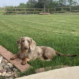 Ghost - Dachshund