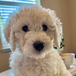 Goldendoodle Puppies from Pacific Goldendoodle, LLC