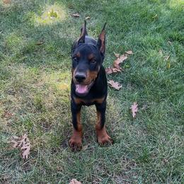 Clementine - Black and rust female Doberman Pinscher puppy in Bruce Township, Michigan from Eminent Dobermans