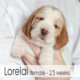 Lorelai - Red and white female Basset Hound puppy in Jefferson City, Missouri from Triple Hill Farm