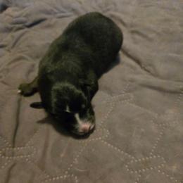 Kendrick - Black tri-color male Australian Shepherd puppy in Bastrop, Texas from Triple J Aussie Ranch